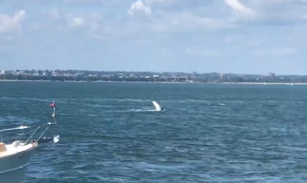 Humpback whale splashing a fin