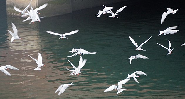 Terns all over by the Charles River locks and dam