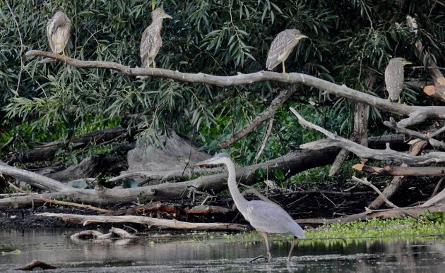 Great blue heron and four black-crowned night herons 