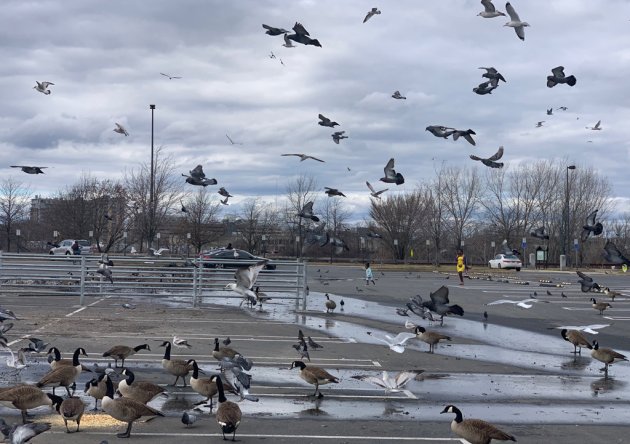 A lot of birds in Everett