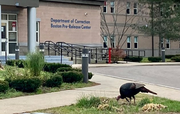 Turkey on grounds of pre-release center