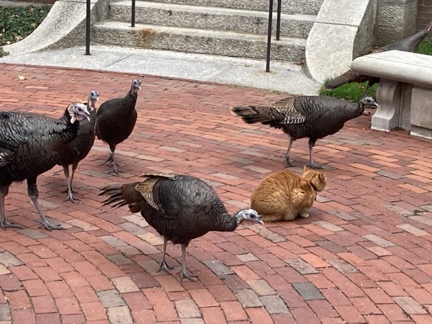 Turkeys trying to intimidate Harvard's most famous cat