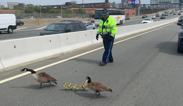 Goslings being corraled on I-93 southbound