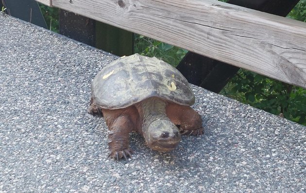 Snapping turtle in Alewife Brook Reservation