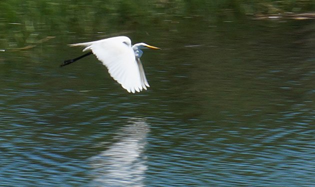 Egret flying over the Neponset River