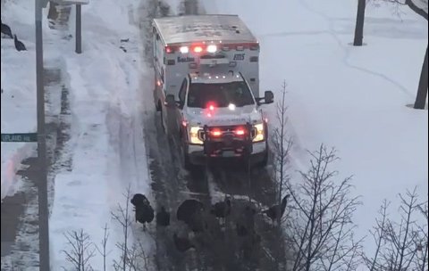 Turkeys blocking an ambulance in Dorchester