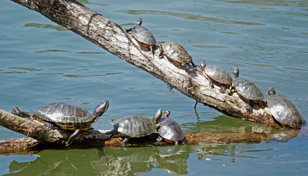 Lots of turtles at Jamaica Pond