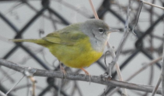 MacGillivray's Warbler on Mission Hill