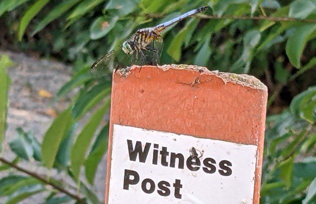 Dragonfly at Witness Post in Dedham