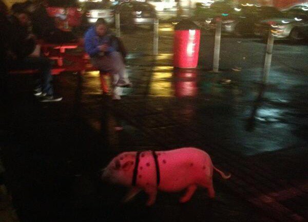 Bobby the Pig at the Tasty Burger