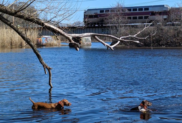 Dogs in the Charles River as a train passes by at Millennium Park