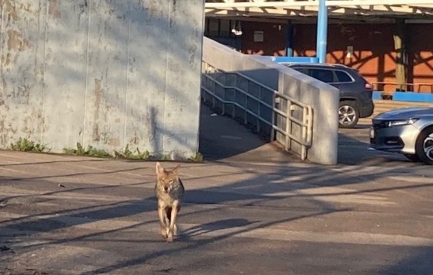 Coyote at English High School