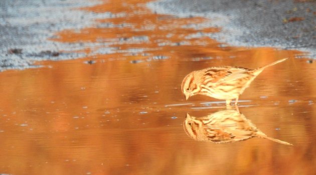 Bird in puddle at sunrise