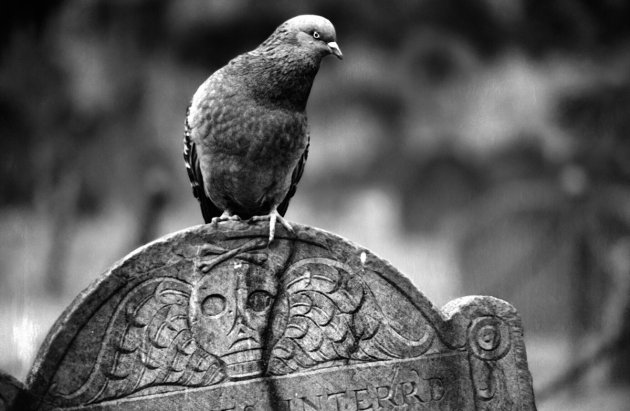 Pigeon perched on a tombstone at the Granary Burying Ground