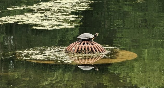 Turtle atop grate covering the Muddy River supply pipe in Jamaica Pond