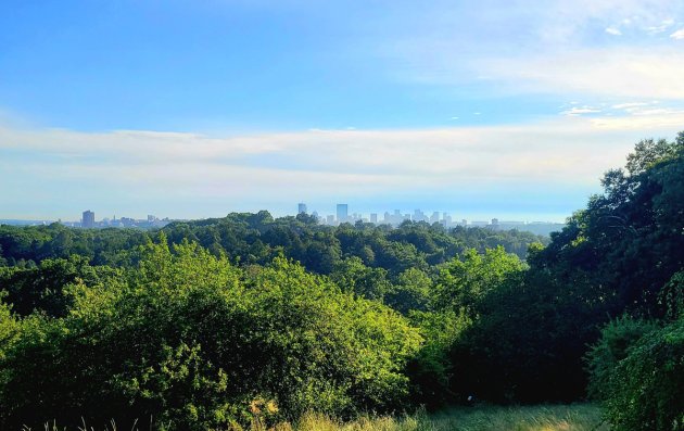 Downtown Boston as seen from Peters Hill in the Arboretum