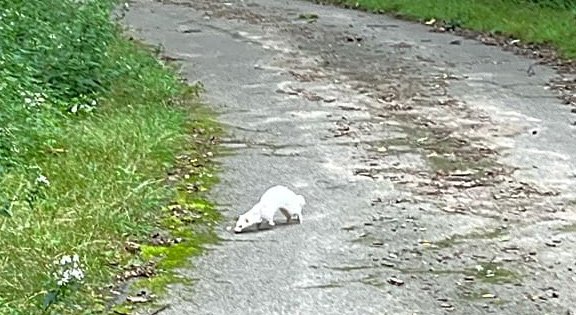 White weasel in Franklin Park, possibly rabid