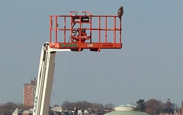 A hawk perched above South Boston