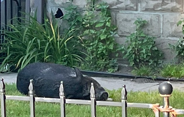 Black pig in Centre Street front yard