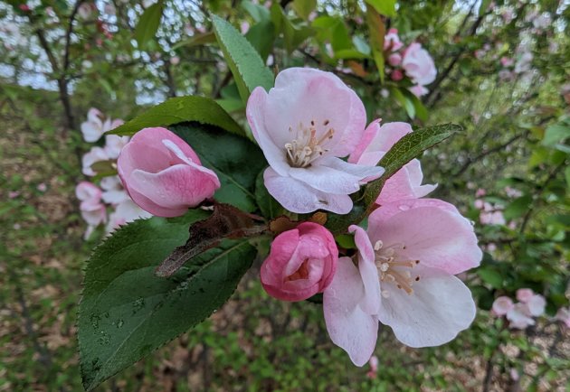 Pink flowers at Jamaica Pond