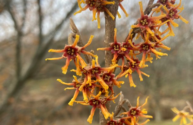 Witch hazel in bloom at the Arnold Arboretum