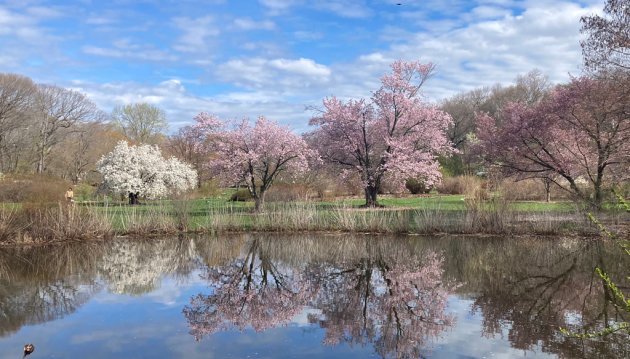 Blossoming trees at the Arnold Arboretum