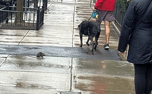 Citizen complaint of the day: It may be injured and blind, but one Back Bay  rat is still menacing