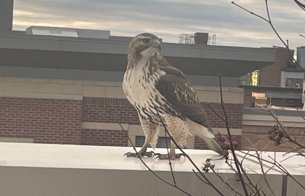 Hawk on a South End railing