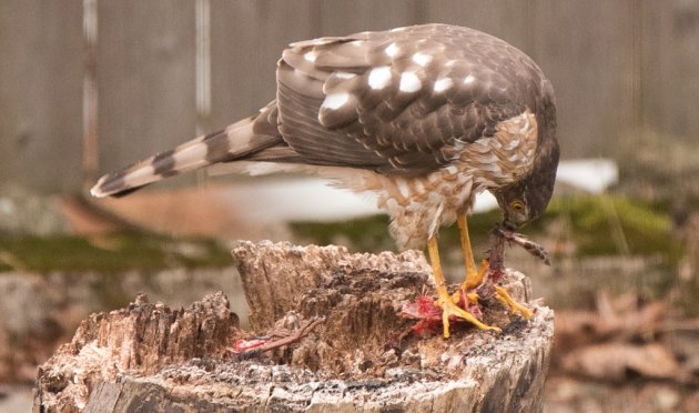 Hawk eating something in Roslindale backyard