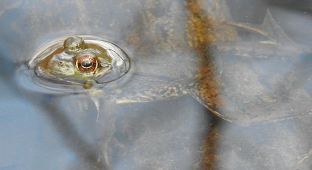 Frog, mostly underwater