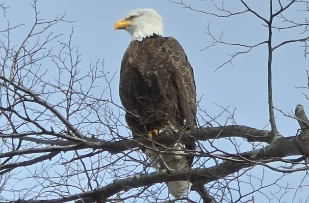 Bald Eagle perched in a tree on the Esplanade
