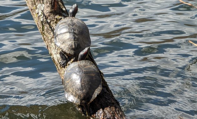 Pair of turtles that had climbed into the sun at Jamaica Pond