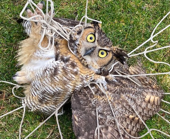 Owl trapped in a net