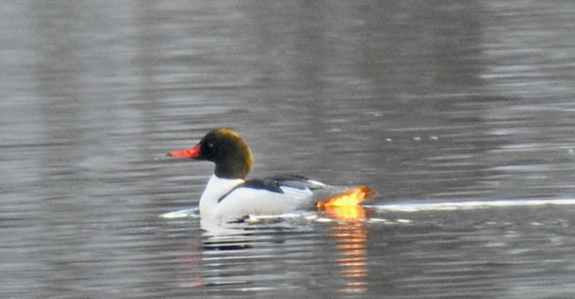 After a refueling stop, the turboduck turned on its afterburner for a quick  takeoff