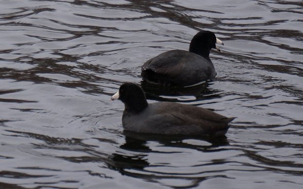 Coots at Jamaica pond