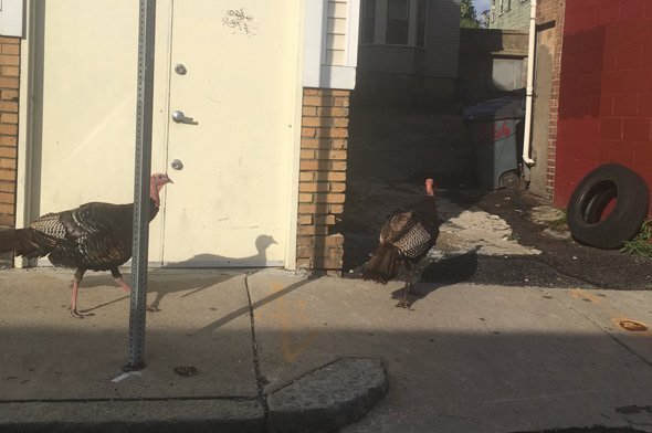 Turkeys head into a Jamaica Plain alley