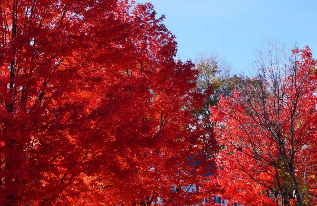 Red trees on West Roxbury Parkway