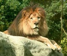 Christopher the Lion at Franklin Park Zoo