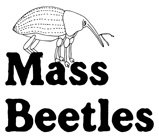 MassBeetles