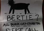 Bertie the stubby-tailed cat lost in Roslindale