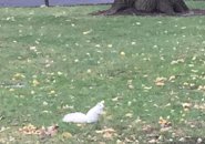 White squirrel in the Public Garden