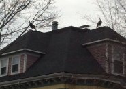 Two turkeys atop a house in Roslindale