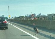 Turkey on I-93 in Dorchester