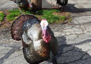 Angry turkey in Brookline Hills