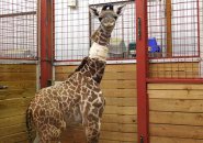 Baby giraffe at Franklin Park Zoo