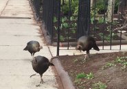 Turkeys on Commonwealth Avenue in the Back Bay