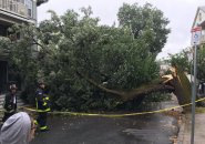 Tree down on Tower Street, Jamaica Plain
