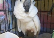 Mayfield the Cockatoo