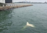 Dead shark off Columbia Point in Dorchester