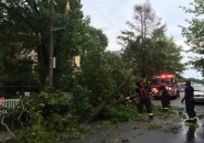 Firefighters deal with downed tree limb on Custer Street, Jamaica Plain